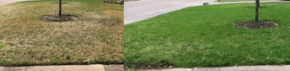 winter fertilizing before and after