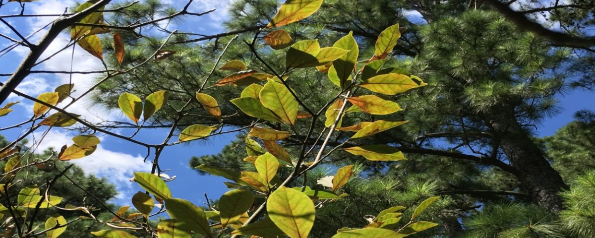 herbicide injury to Houston Area Tree