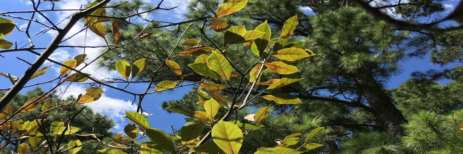 herbicide injury to Houston Area Tree