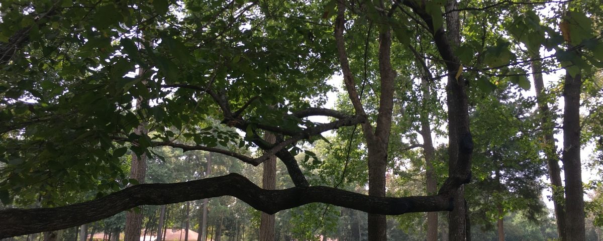 what effects do exotic trees have on the environment