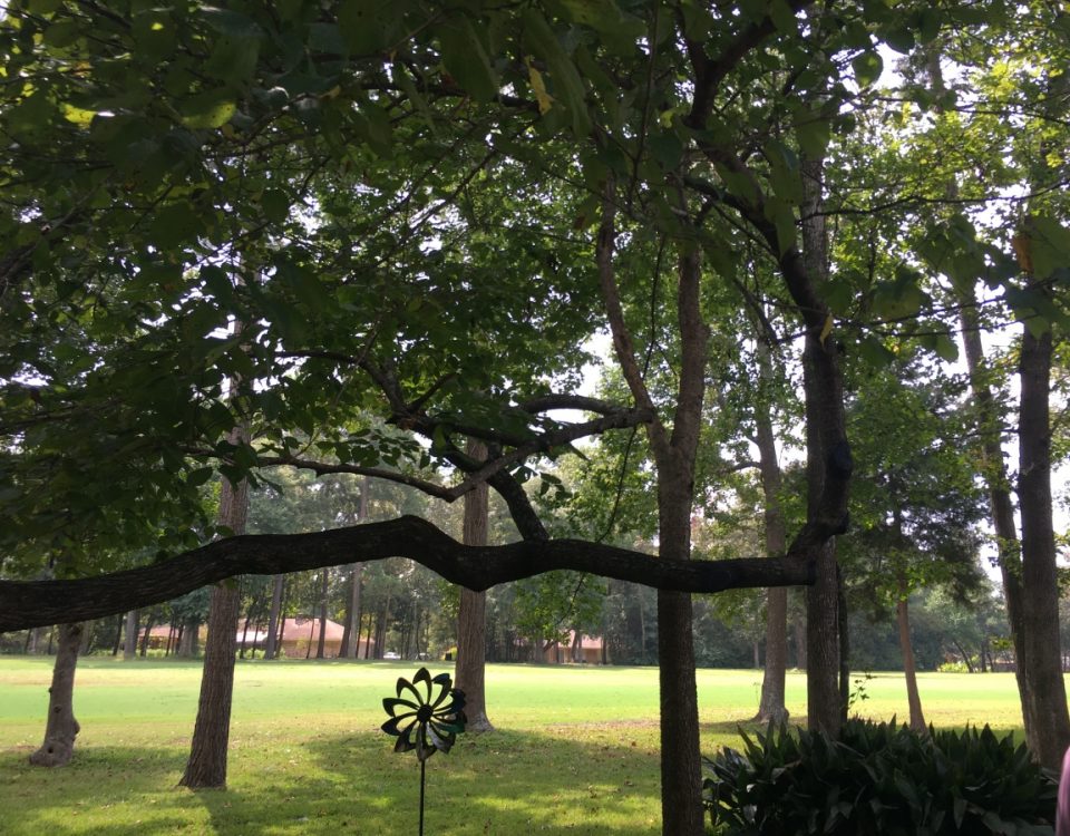 what effects do exotic trees have on the environment