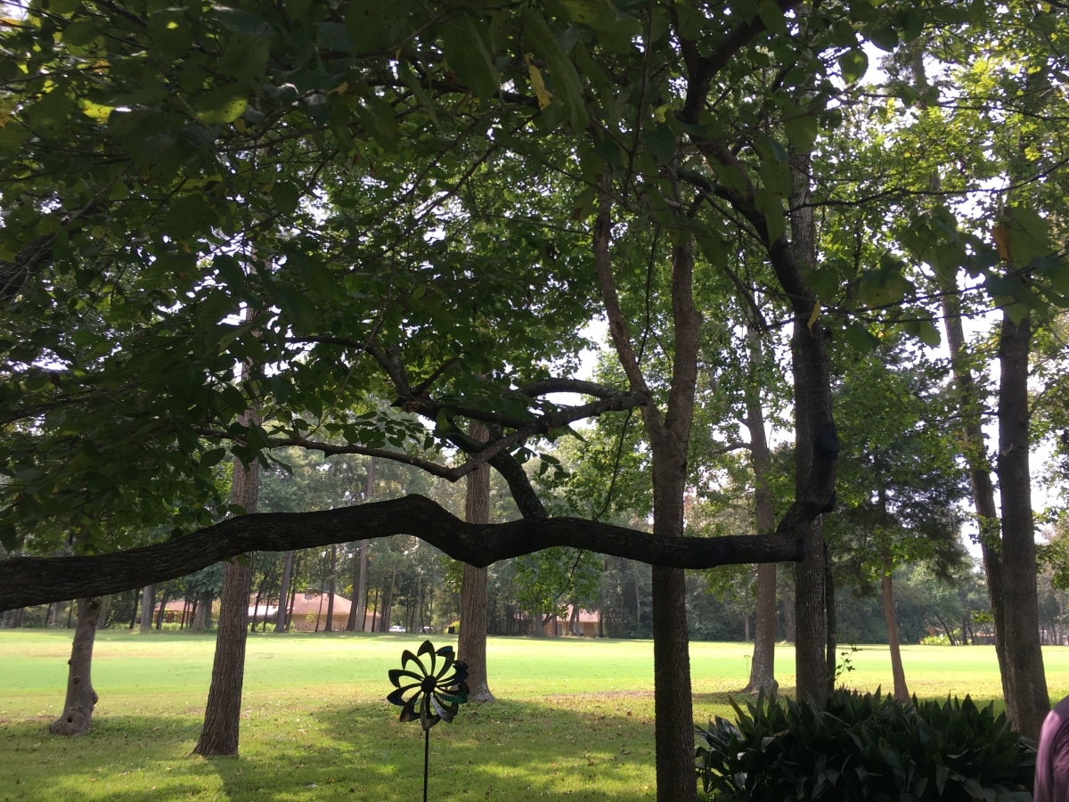 what effects do exotic trees have on the environment