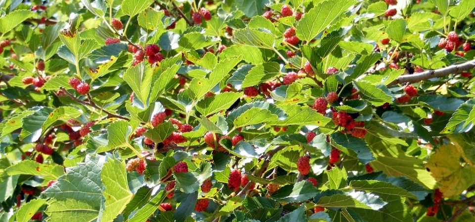 Houston TX Red Mulberry