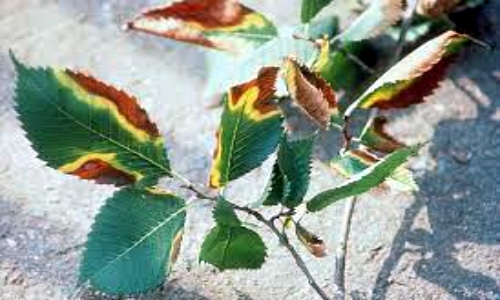 leaf disease