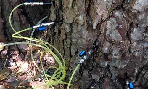 tree injections
