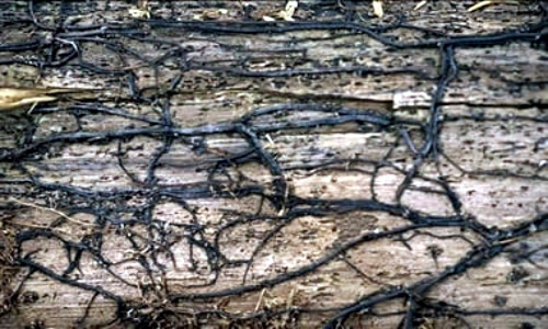 armillaria shoestring