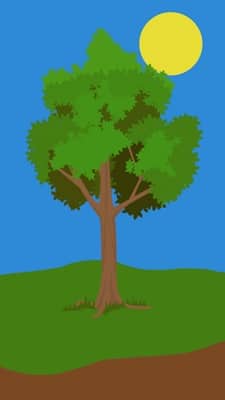 Best Reasons for Tree Maintenance before and after a Storm