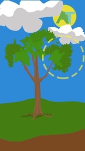 do-not-support-lion-tail-trimming-before-a-storm