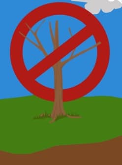 do-not-top-your-tree-before-a-storm