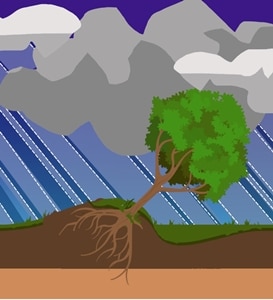 signs that the tree can survive