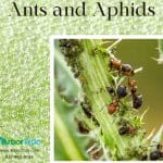 Ants and Aphids