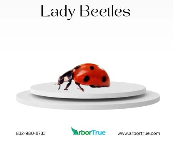 Lady Beetles