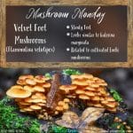 Mushroom Monday Velvet Foot Mushrooms