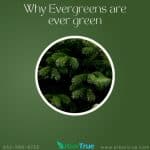 Why Evergreens are ever green