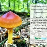 Mushroom Monday Jackson's Slender Amanita
