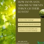 How do Plants Absorb Nutrients Through Their Leaves