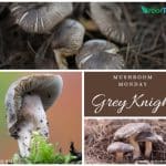 Mushroom Monday Grey Knight