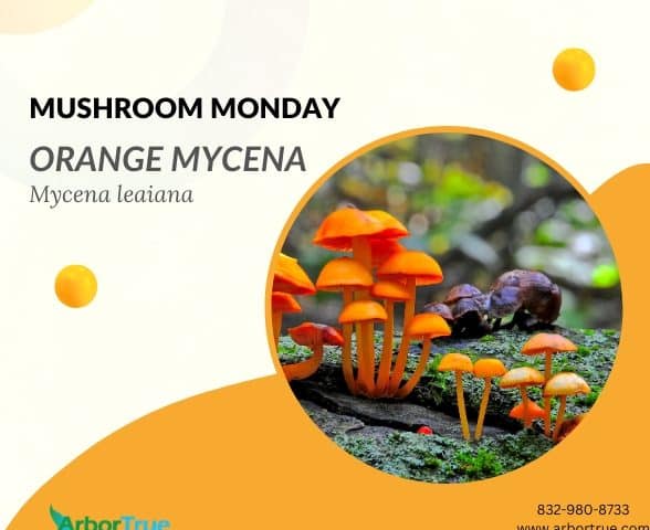 Mushroom Monday Orange Mycena