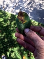 arborist tree care in New Caney TX