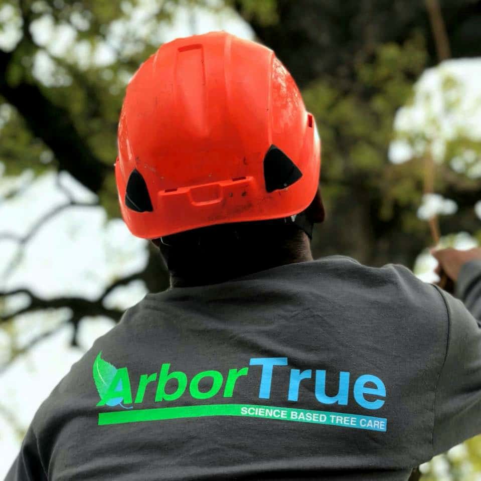 tree removal service experts in houston tx