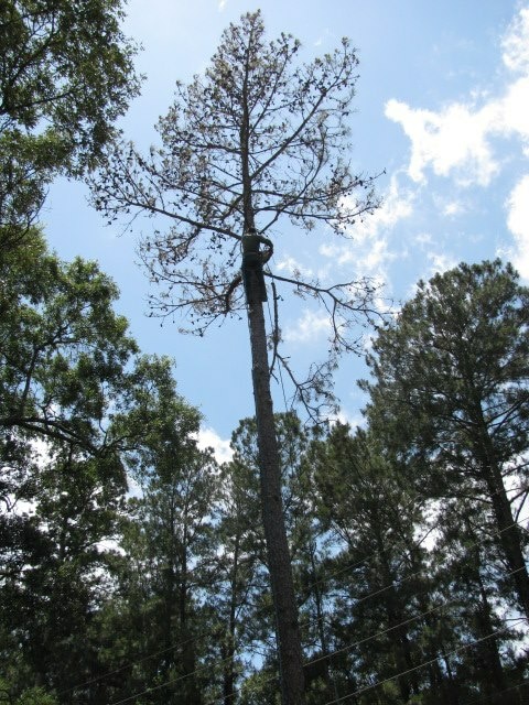 tree removal before