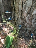 tree fertilization Kingwood TX