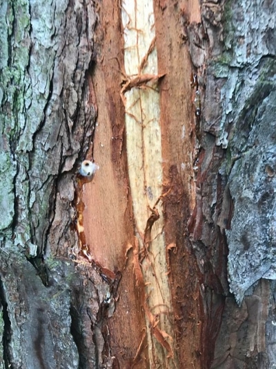 get rid of pine bark beetles