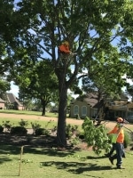 Kingwood TX tree trimming