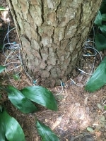 pine bark beetles being treated in Kingwood TX
