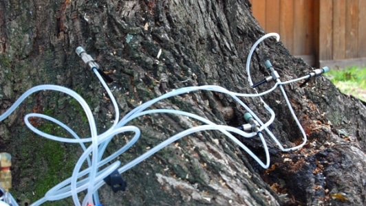 pine bark beetle injection treatment