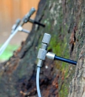 saving a sick tree