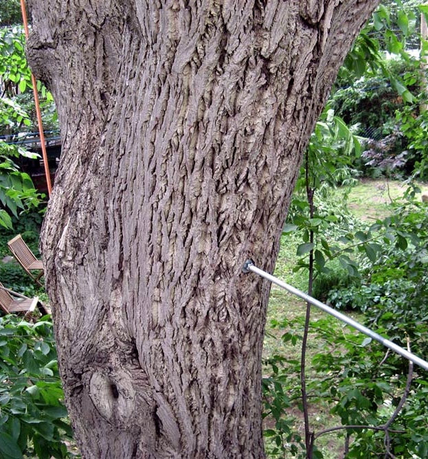 tree cabling and bracing