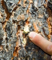 tree doctor
