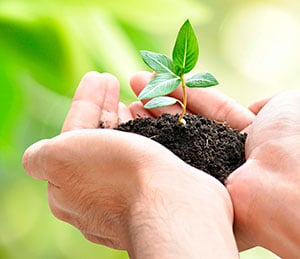 tree planting services