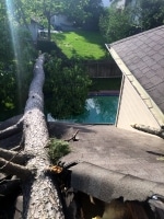 tree removal in Spring TX