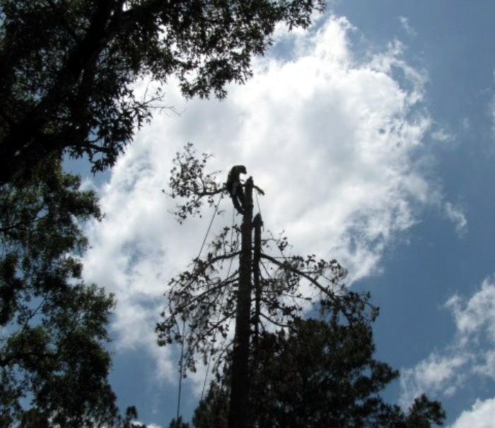 tree removal