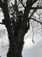 tree removal in Kingwood TX