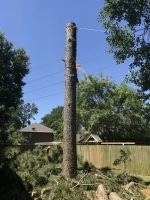 tree removal in The Woodlands TX