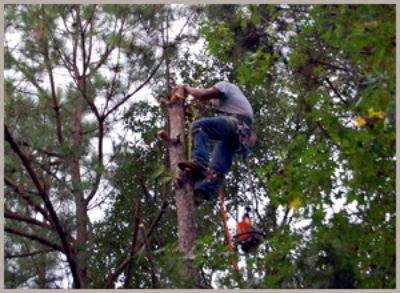 tree trimmer high up in a tree