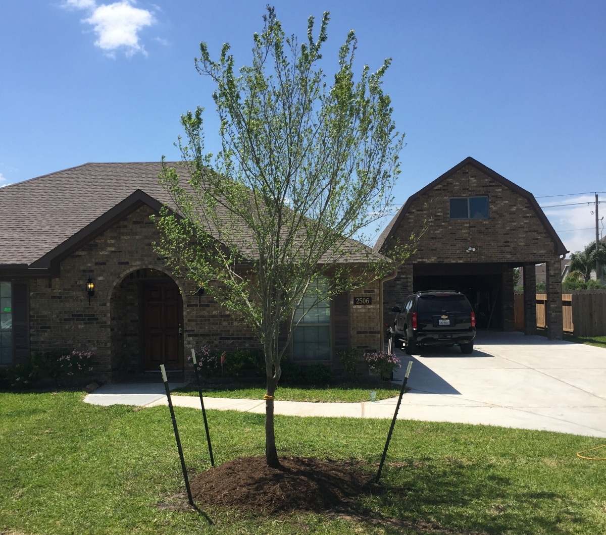 planting a tree in houston tx
