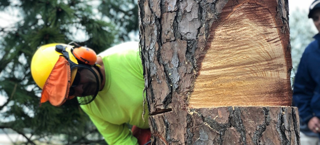 tree service skills training in Houston TX