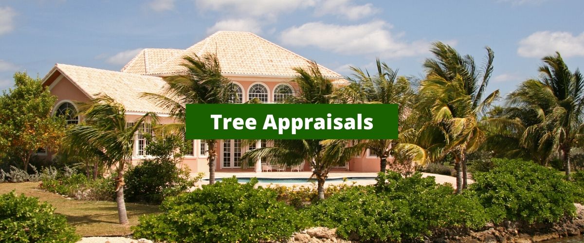 Tree Appraisals in houston tx