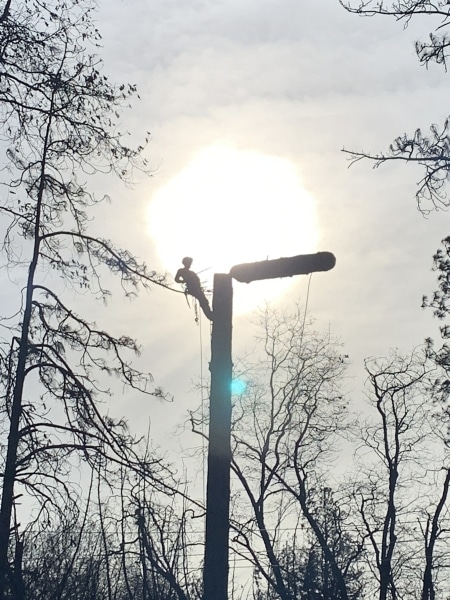 best-commercial-tree-service