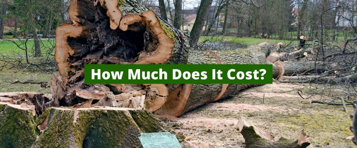 how-much-does-tree-service-cost