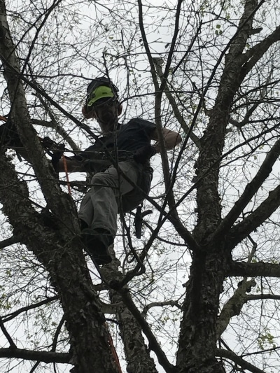 best-tree-trimmers-in-houston-tx