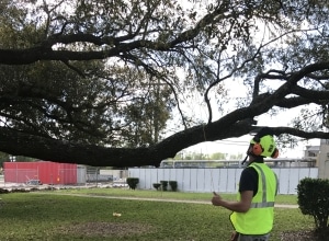 tree-bracing-houston-tx