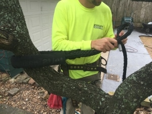 tree-cabling-houston-tx
