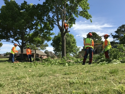 tree-pruning-experts-houston-tx