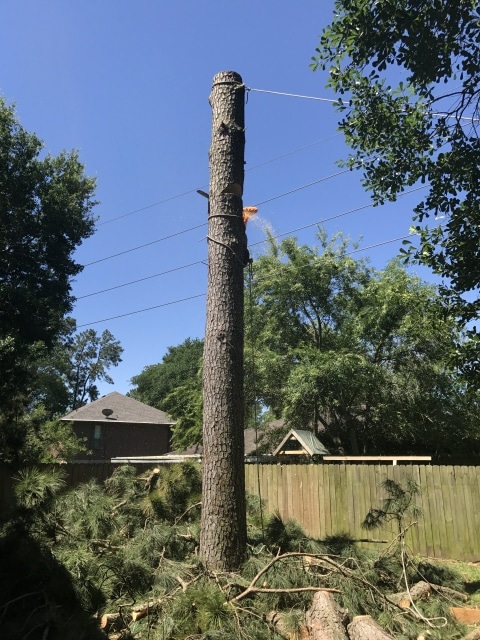 tree-removal-in-action-houston-tx