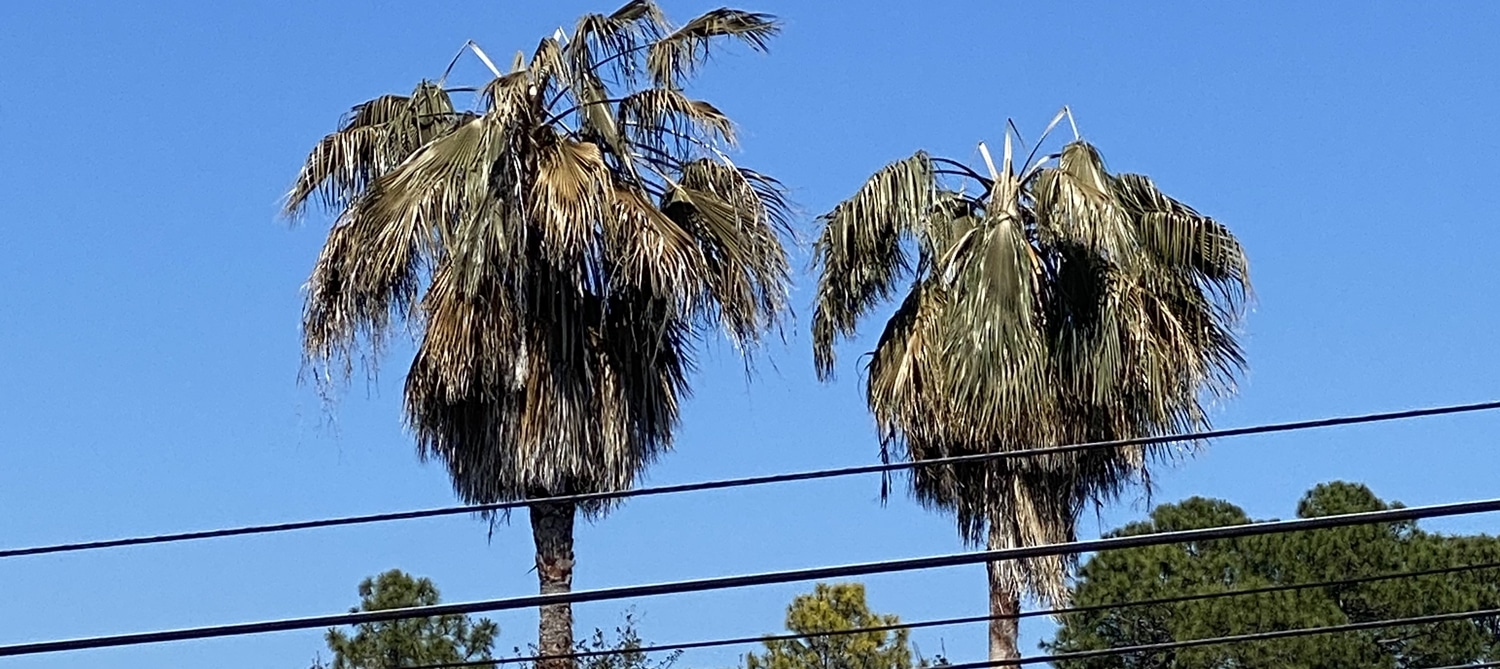 Freeze And Frost Tree Recovery In Houston TX